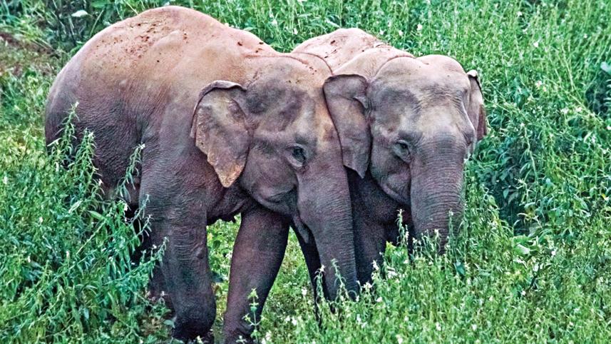elephant.jpg