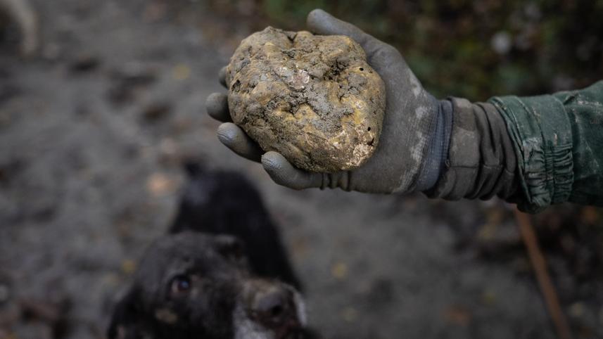 truffle.jpg