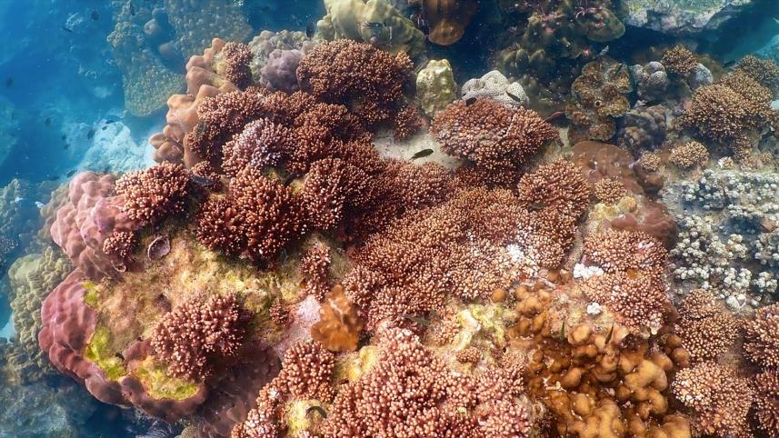 great_barrier_reef.jpg