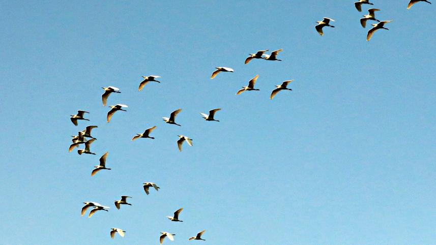 birds-feather.jpg