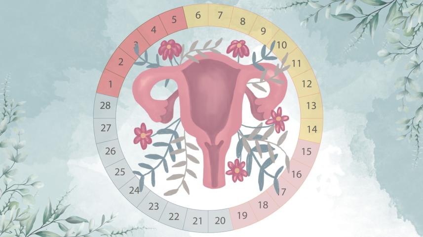 An illustration of the uterus and menstrual cycle. 