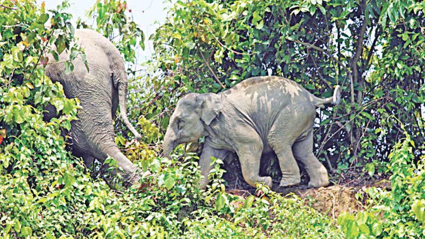 Elephant habitat loss Chattogram