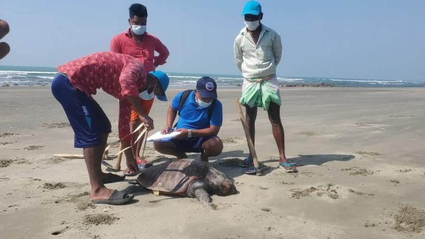 turtle_photo_star_file.jpg