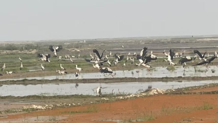 migratory_bird