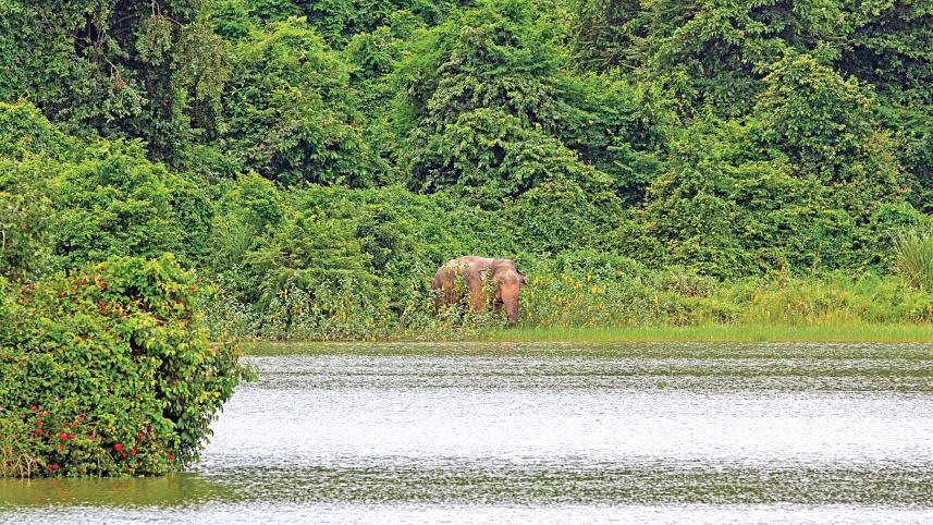 Bangladesh wild elephant conservation