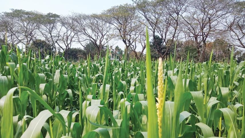 maize-1.jpg