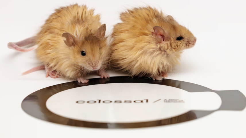 woolly mice