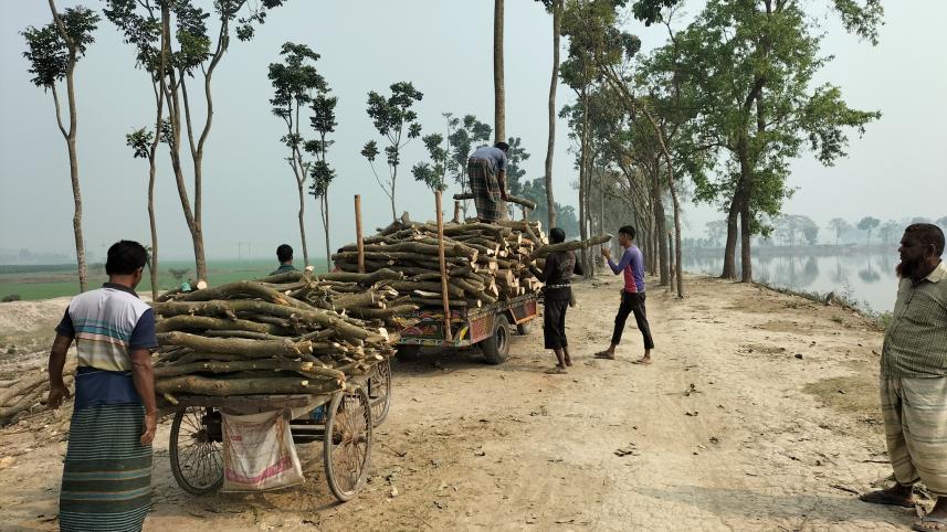 tree felling