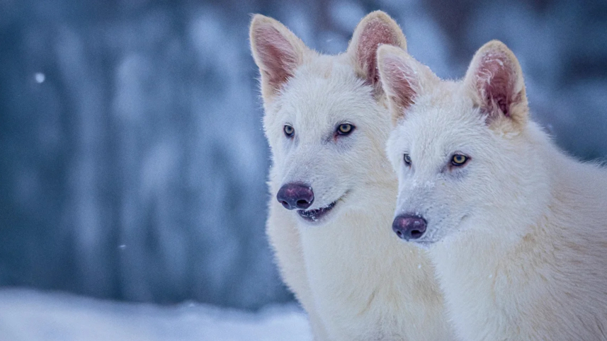 Dire wolves