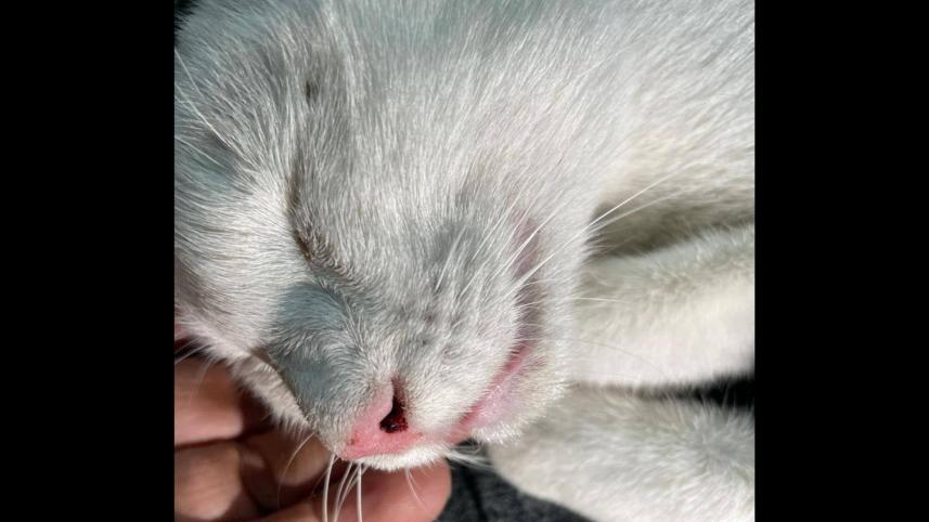 cat-injured