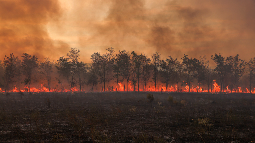 wildfire