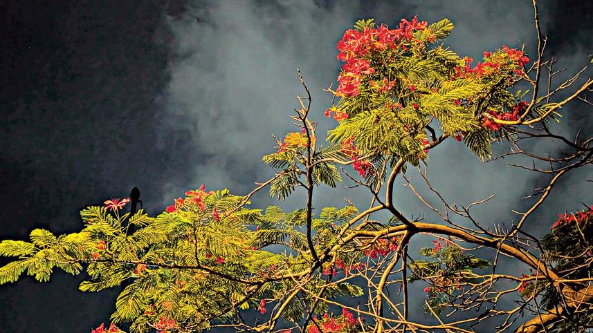 red-tree.jpg