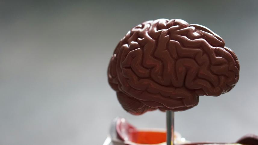 brain demo