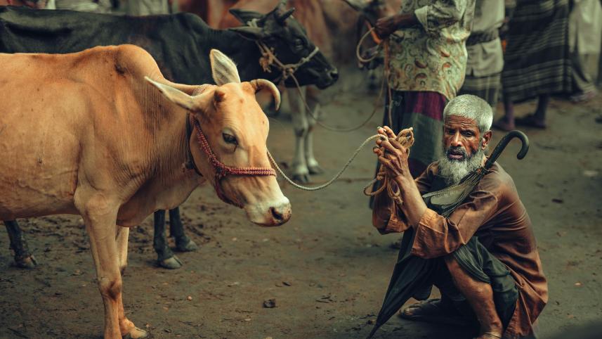 Qurbani Eid 101: Keep your sacrificial animal happy and healthy