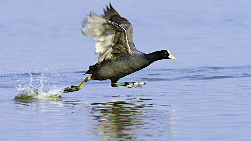 bird7.jpg