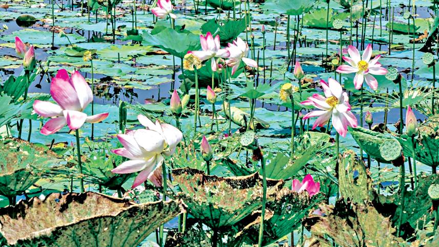 water-lily.jpg