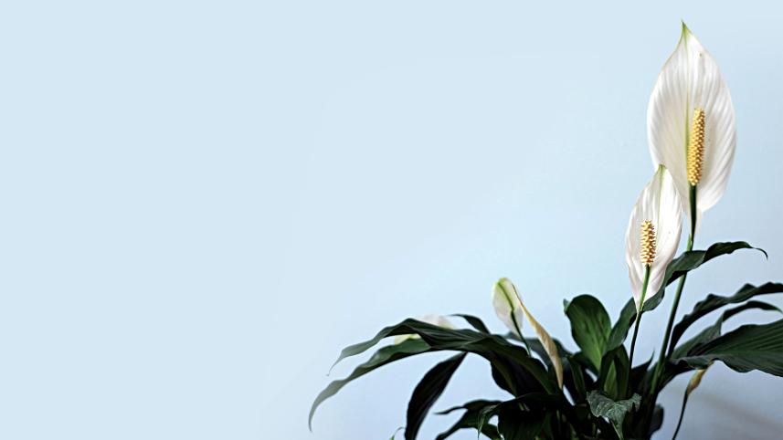 indoor-air.jpg