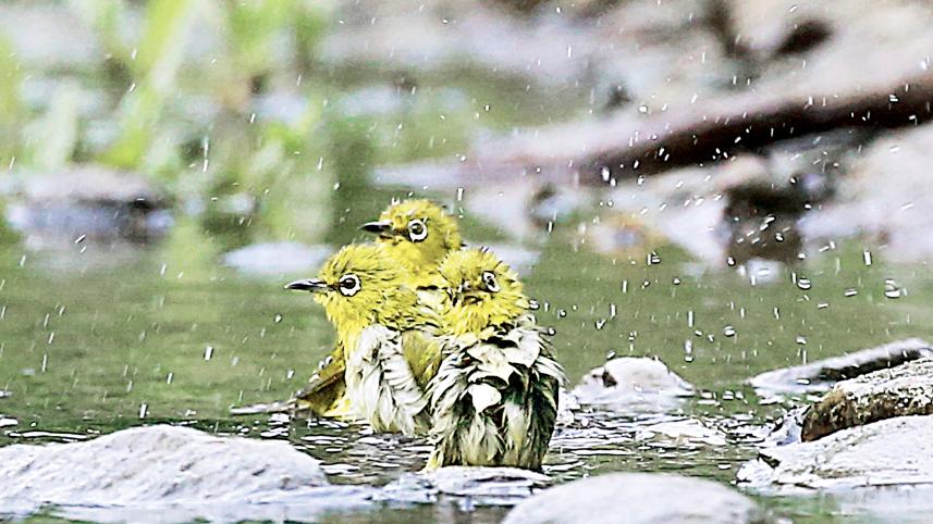 bird.jpg