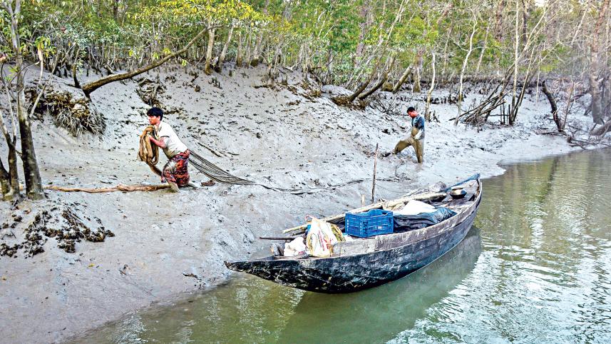 mangrove-1.jpg