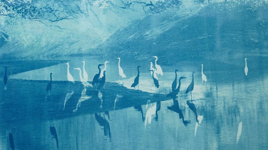 ‘Aranyarekha’: An earnest appeal to preserve the Sunderbans