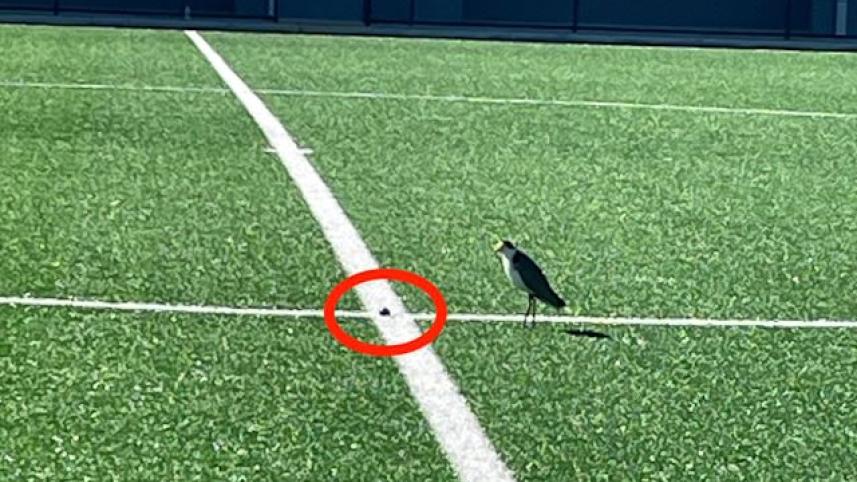 birds.jpg
