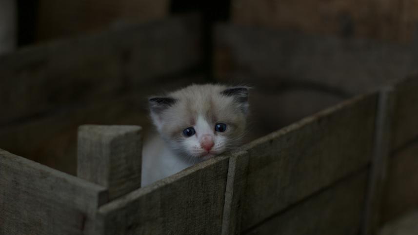 Why are we hurting the cats that need us most? 