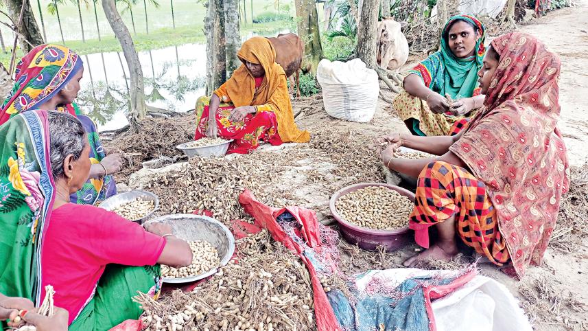 Peanut farming Bangladesh