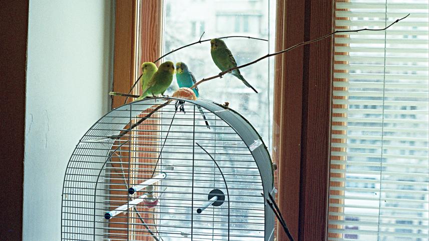 birds-1.jpg