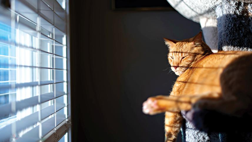 cats1.jpg