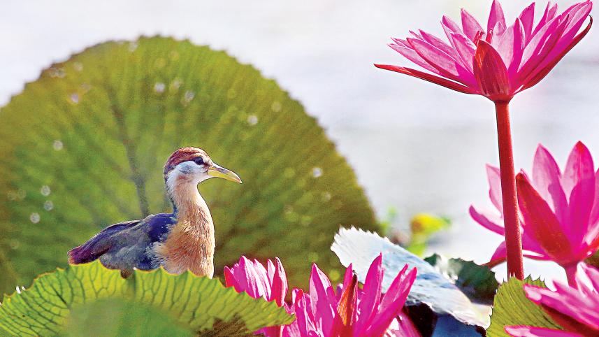 nature.jpg