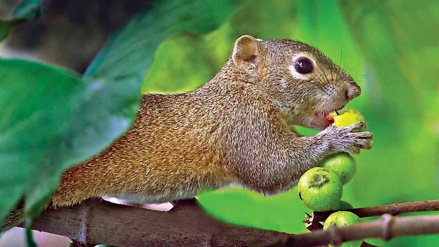 palm-squirrel.jpg