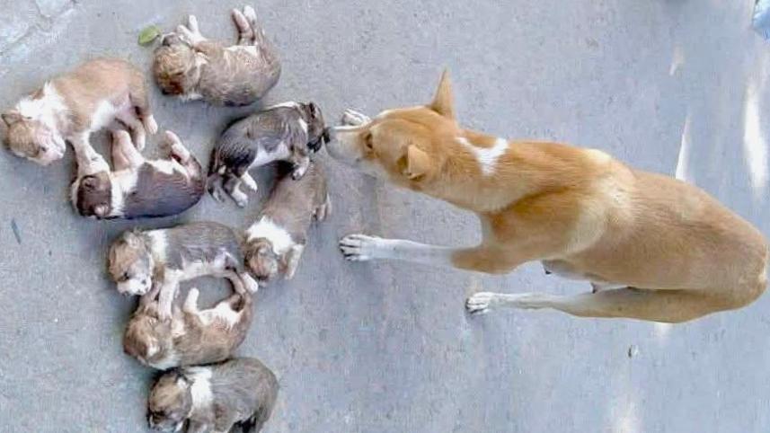 mother dog searches for puppies