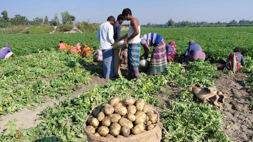 early potato farmers Bangladesh