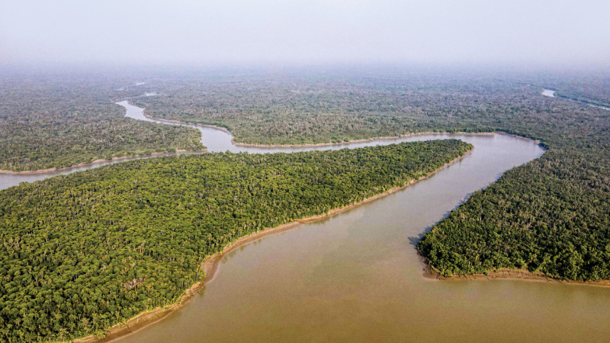 mangrove9_0.jpg