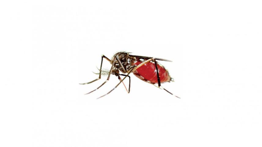 dengue death