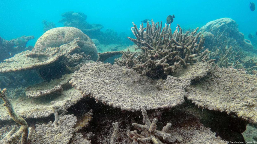 Barrier Reef.jpg