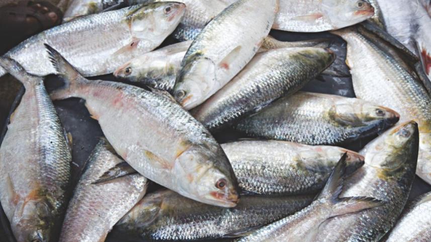 hilsa ban ends.jpg