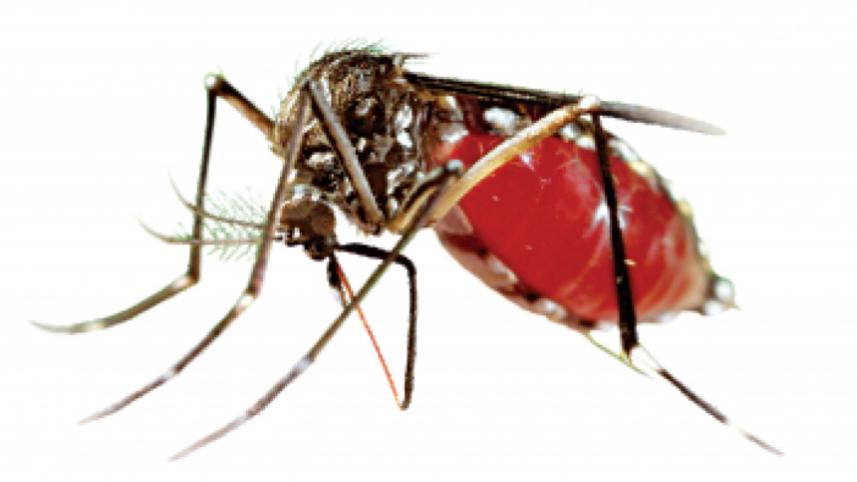 Dengue-Death.jpg
