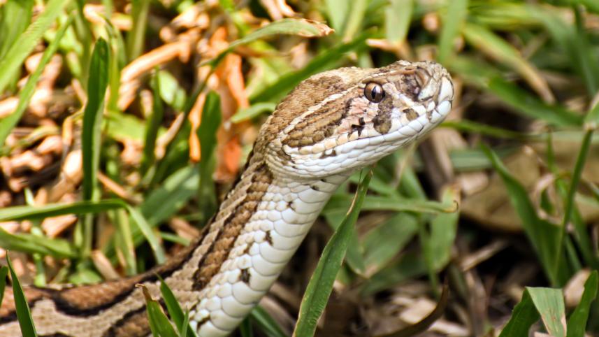 russell-viper.jpg