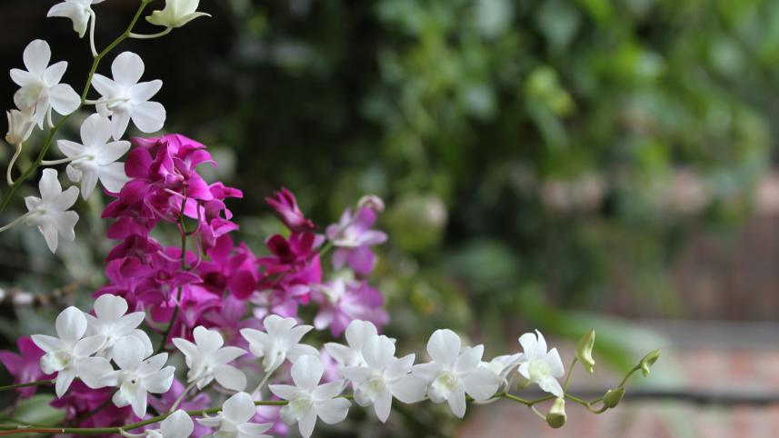 Annual Orchid Show