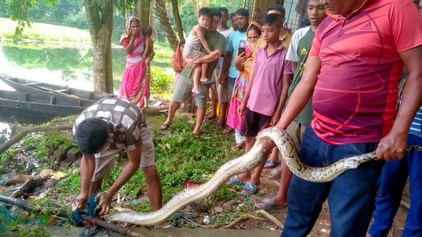 python-rescued.jpg