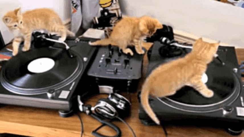 giphycat.gif