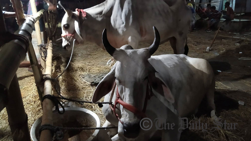 67771055_cow.jpg