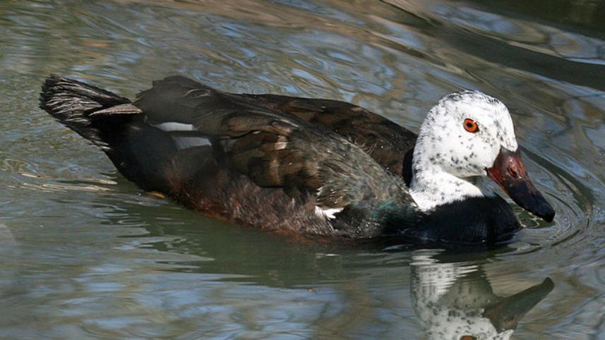 800px-White-winged_Duck_RWD3.jpg