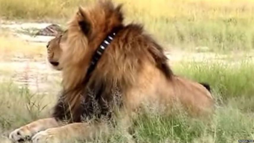 _84603138_lion.jpg