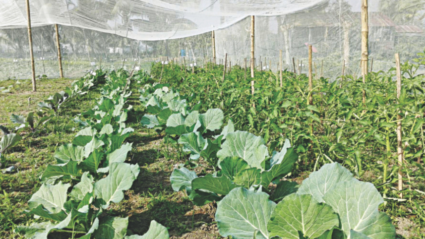 a_vegetable_patch_2.jpg