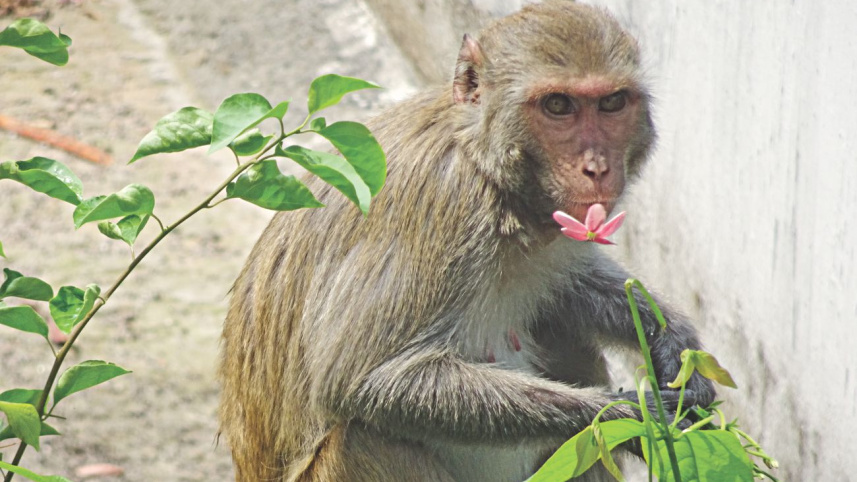 monkey