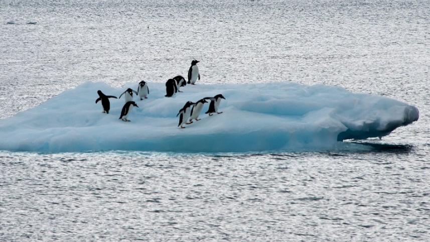Antarctica, penguins