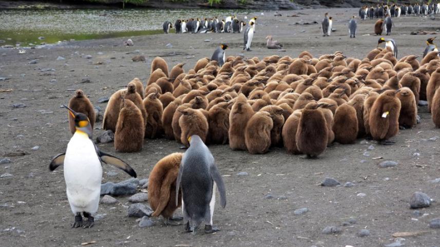 penguins, Antartic Lands