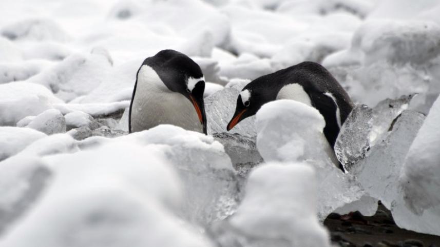 Penguins, Antarctica